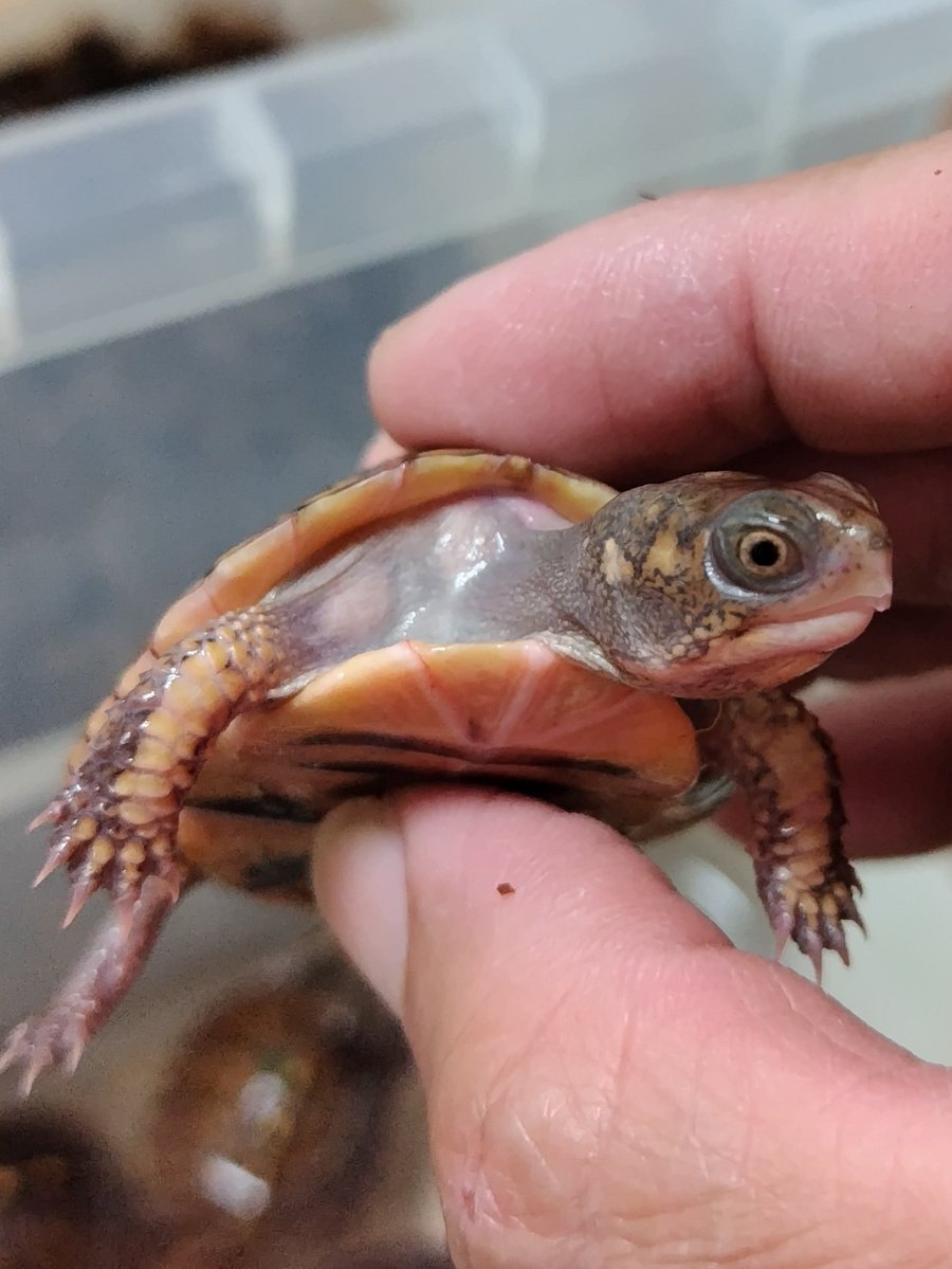 34_wgnc's tweet image. グリーンマーク血統の中で1番甲羅の色が変化している個体です。　うちでは複数出現しているのですが、首元の皮膚の色の感じが一般的なノーマル個体とは違うので何か持ってるように感じます。　(^⁠_⁠^)
#トウブハコガメ 
#Easternboxturtle 
#Terrapenecarolinacarolina 
#burikura