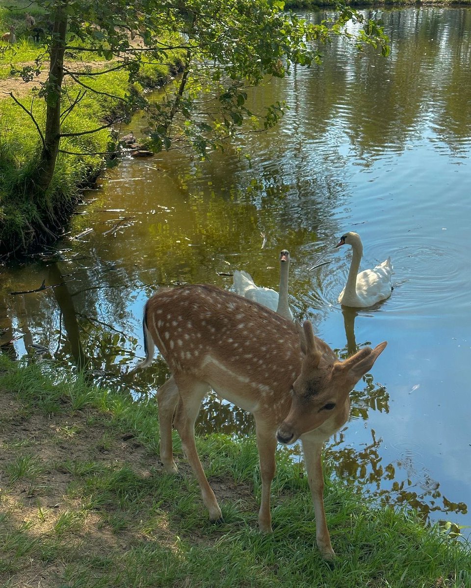 rinny (@fawns) on Twitter photo 