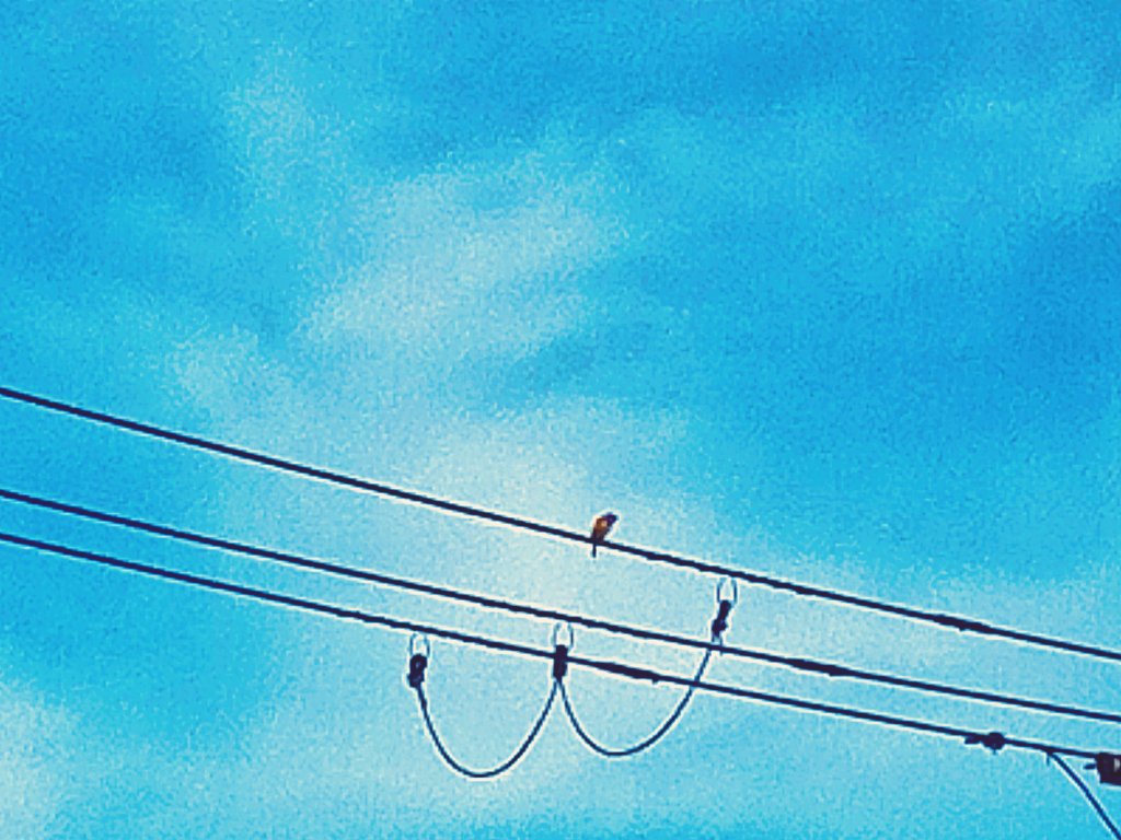 コピバン大会から1週間たち、主催&amp;演者としてやり遂げられた嬉しい気持ちともに振り返っています。打ち上げまでつつがなく終えることができて、関わってくれたみんなに感謝。楽しかったねぇ。
(写真は通勤中に見かけた渡り鳥、ジョウビタキのオス。おなかのオレンジいろがかわいい)