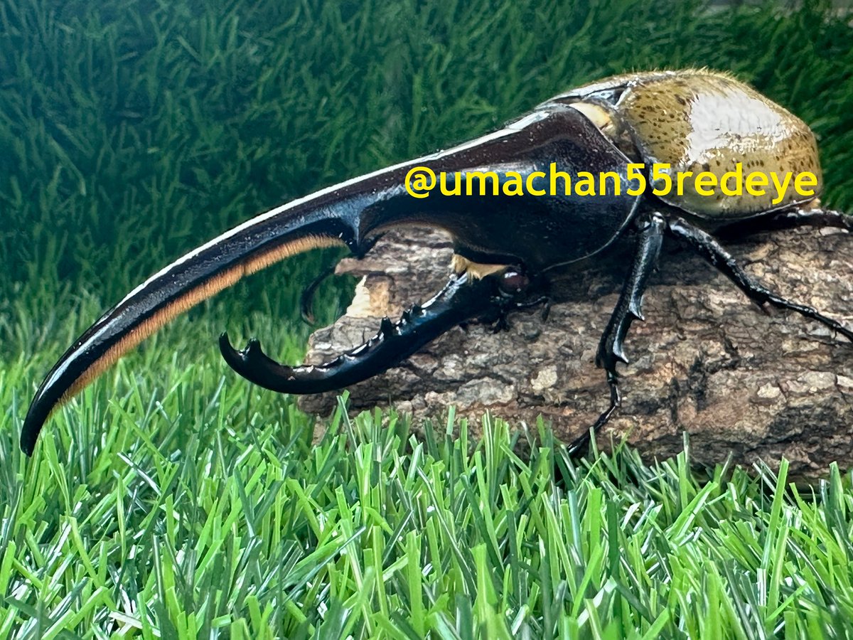 ウマチャン on X