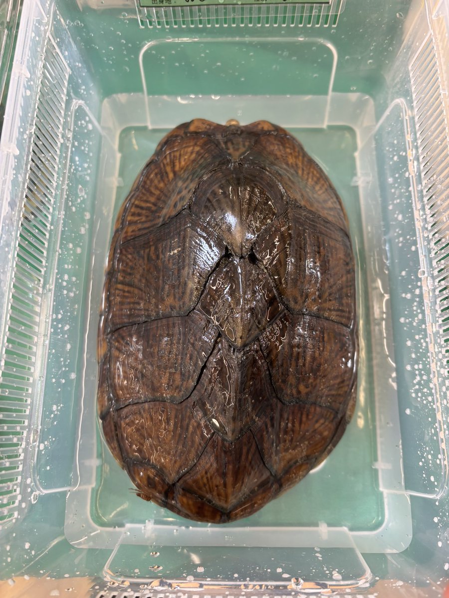 入荷　カブトニオイガメ♂
モンスター級です！
是非一度実物をご覧になって下さい😊
東京ブラックアウトにも連れてきてます！