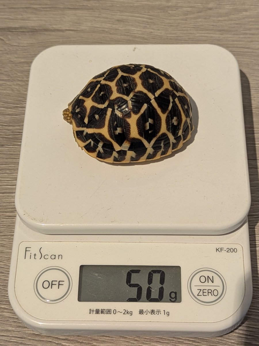 50グラム突破しましたー！🐢✨
まだまだ小さいけど、生まれた時に比べれば見るからに大きくなって😭✨

7月
縦：3.9
横：3.5
高さ：2.6
体重：18g

9月
4.9
4.2
3.0
30g

11月
5.9
4.8
3.4
50g

#インドホシガメ #爬虫類 #赤ちゃん