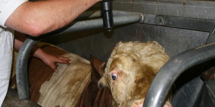 You look at the animal industrial complex from the outside, in terms of industry profits and laws and bureaucratic vocabulary.  We experience it from the inside, as political animals caught in an iron catacomb.

We are #OneBillionScreams
We are <a href="/PolAnimalClass/">We Are One Billion Screams</a>