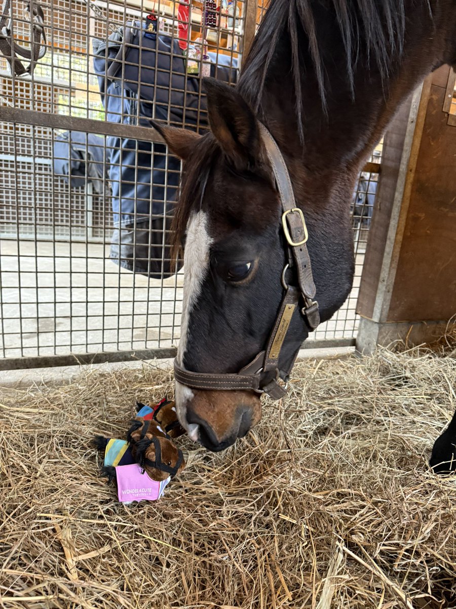 Versailles_Farm's tweet image. 🎁Chiigurumi Reward Sample Has Arrived!🎉

The sample of our Chiigurumi plush has just arrived🐴✨
We took a photo together with Tanino Gimlet himself
and his Uma Musume panel📸

It’s small, but full of Gimlet’s unique charm🐴💚

Our crowdfunding is now live!🔥
Along with the…