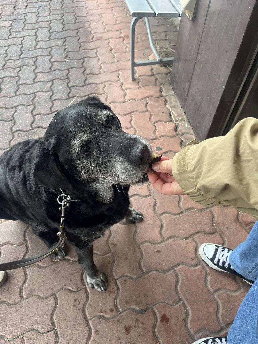 愛犬はボクちゃん ハッピーパパ（hhyouki） on X