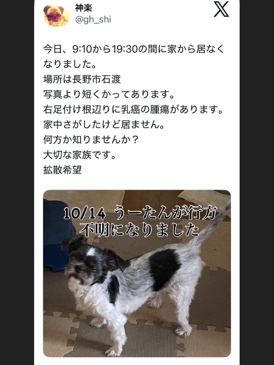 gh_shi's tweet photo. うーたんが居なくなって26日目。
未だ何の手掛かりなし。
お母さんの事、忘れちゃった？
お母さんは忘れないよ。毎日毎日、仕事中もうーたんを思い出してるよ。
お願いだから帰って来て。 https://t.co/xKvBntJohM