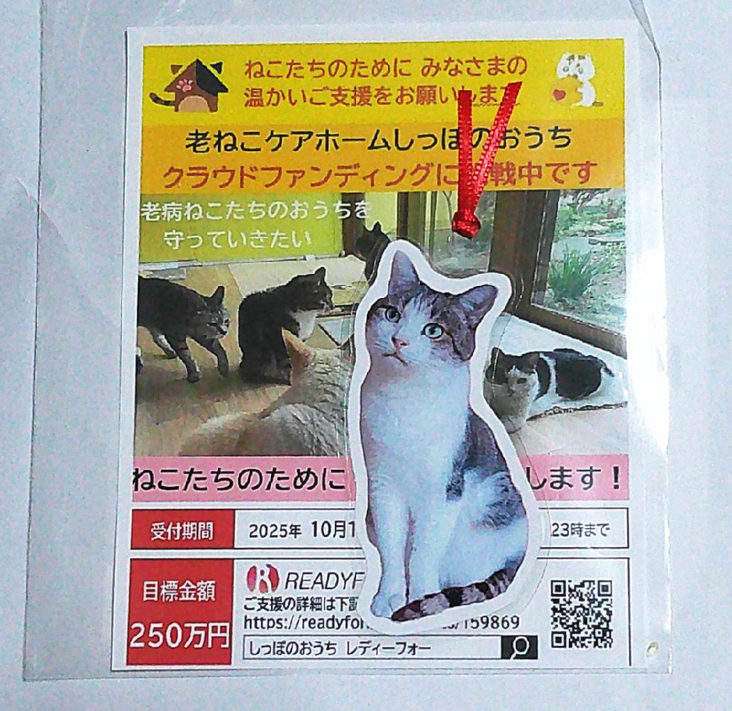 猫さん 猫さん 猫さん Buy ZX 700 - B34330 | GOAT