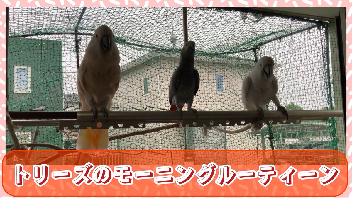 我が家の大きい鳥のモーニングルーティーン　＃bird ＃parrot ＃cockatoo ＃parakeet 
youtu.be/ohv1yb4l090