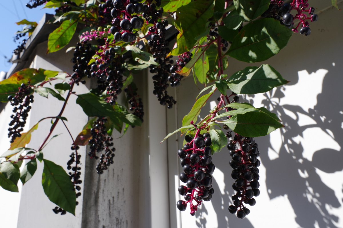 まだ紅葉には早いかな？と思って出かけた龍野公園。
まだまだでしたわ😅
①②ほんの一枝が色づく程度
③「醤油の郷　大正ロマン館」
④子供の頃、すりつぶして遊んだ、ぶどうみたいなヨウシュヤマゴボウ。白壁に映えてます。
#pentaxkp 
レンズはDA21mm Limited
絞り優先モードで。