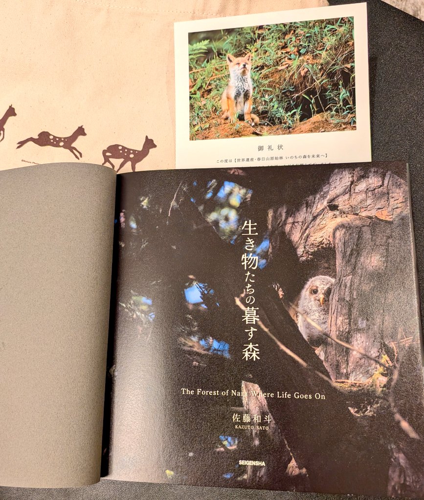 草木と小さな動物 broto on X