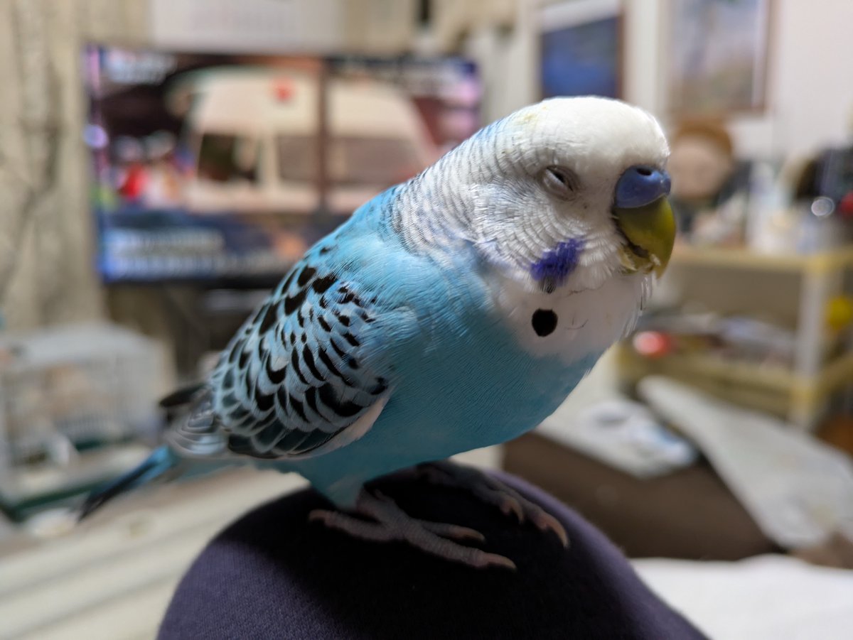 【拡散希望】
セキセイインコの迷子情報です

場所：埼玉県志木市
日時：25/11/5 11時
名前：インコ
特徴：鮮やかな水色　人懐っこい　左右対称の模様

情報お持ちの方、下記までご連絡を
npotsubasa@tsubasa0615.org
情報拡散のご協力お願いします