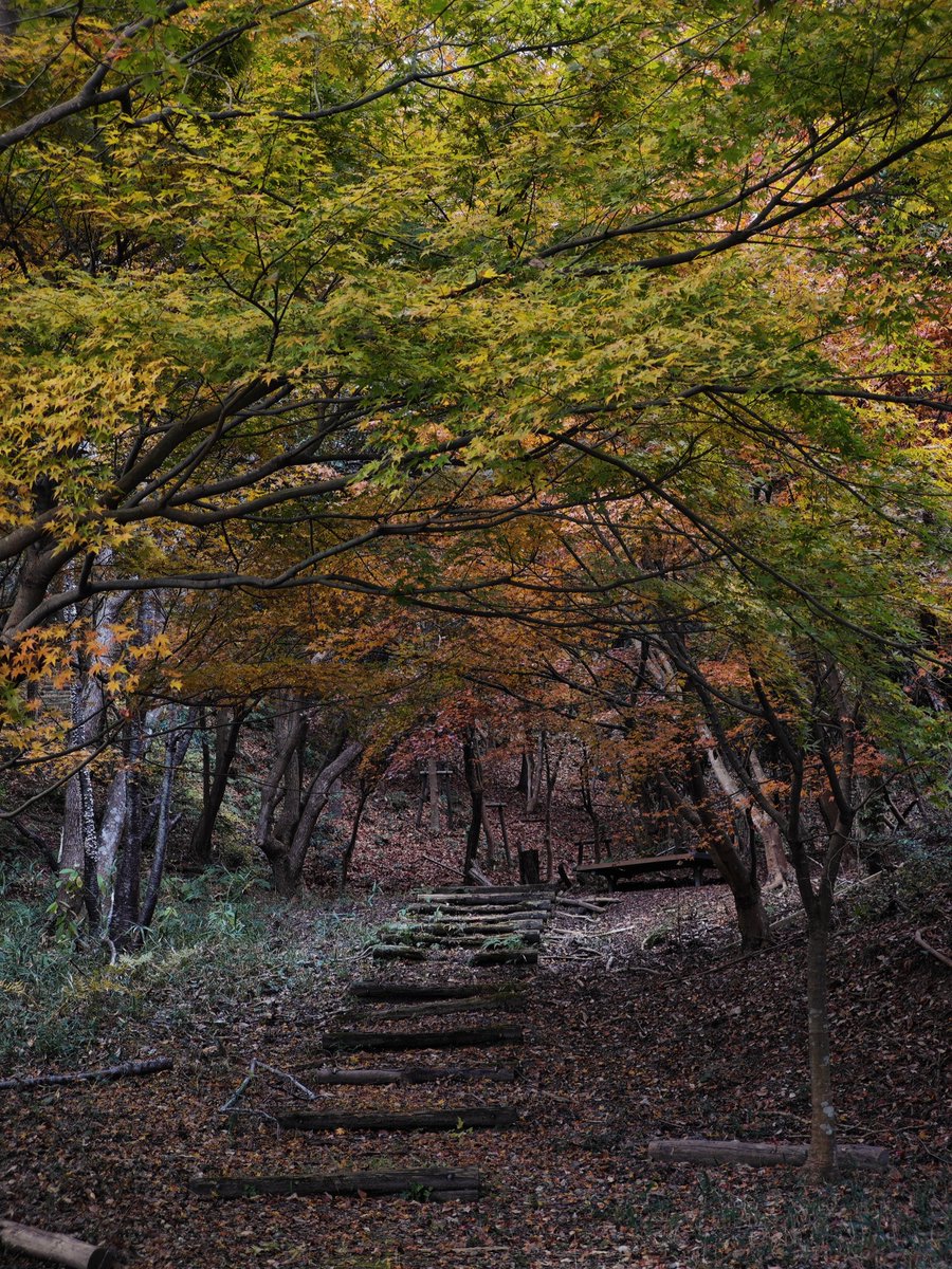 reject_dispute's tweet photo. 山頂部の紅葉は満足したので次は渓谷とか平野部の紅葉やね🍁 今年はFX8UとGT8Pで撮るぞ📸
#Xiaomi14Ultra #magic7pro https://t.co/DjRnV5G4hS