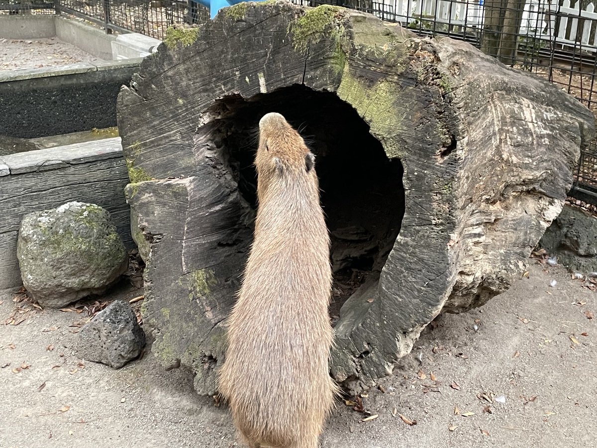ふ*く様 【珍品洞窟あり！！】巨大なピグマエア・発根済み/鉢ごと発送 ケラリア ピグマエア 現地球 発根済み 古木 塊根植物 陶器鉢セット