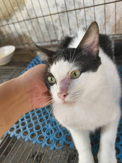 Smol needs another RM230 to buy sparanox. If you have any extra or would like to help oyen in other ways do reach out to sis rescue mummy 🙏🥺