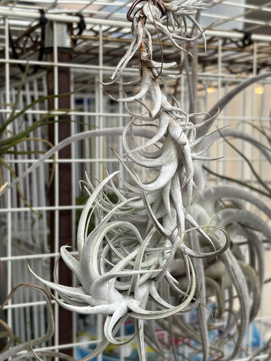 🟦Youichi.N🟨 (@nyouichin) / Posts / X