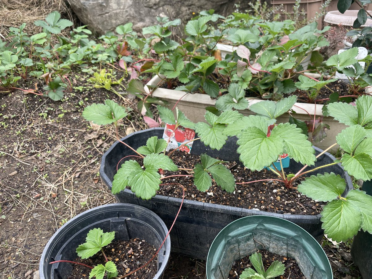 ストロベリー様　確認ページ 🍓ぶるぅ💙🐈‍⬛🌙.*·̩͙ on X