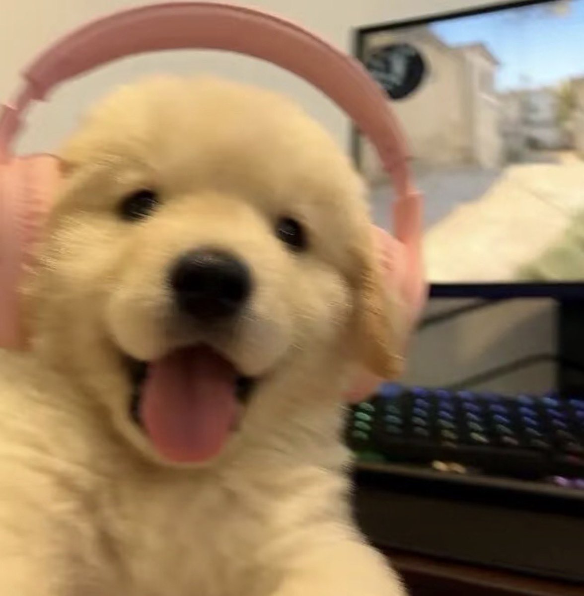 💖 (@twaniimals) on Twitter photo 