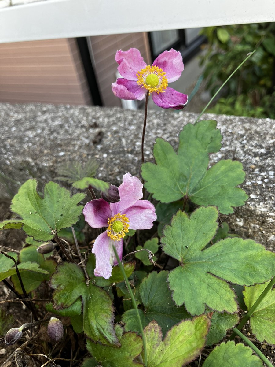 ふぁいんぴーす⭐️🧡 (@38A00sAyDC96207) / Posts / X