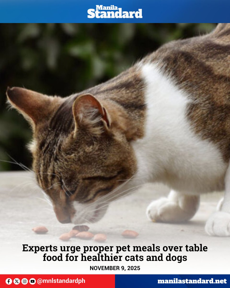 mnlstandardph's tweet photo. #MSPets | Many pet owners believe sharing human food shows affection or offers better nutrition, but veterinarians caution that what is healthy for people can be harmful to animals.

READ: https://t.co/AzJWLHZHSj https://t.co/vWKejm4zNl