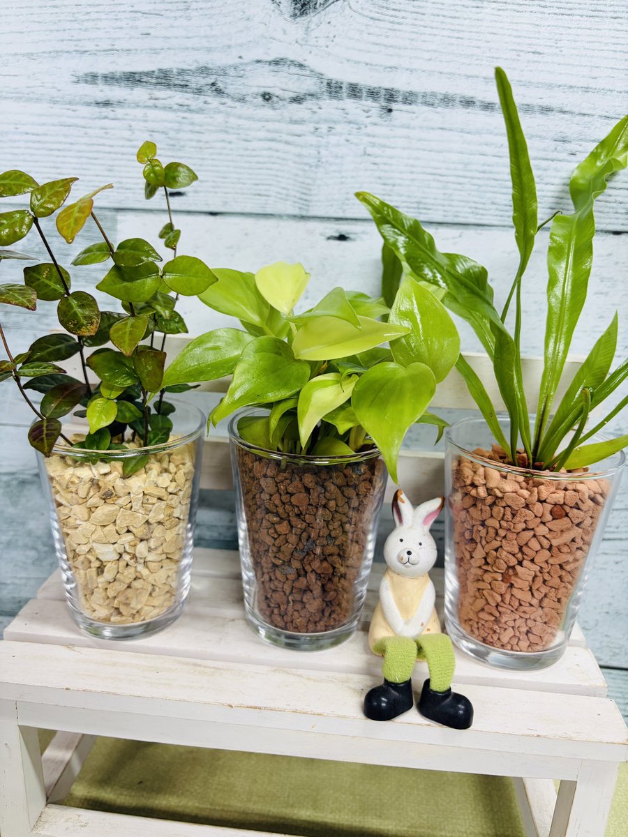 ハイドロカルチャー中川園芸 on X