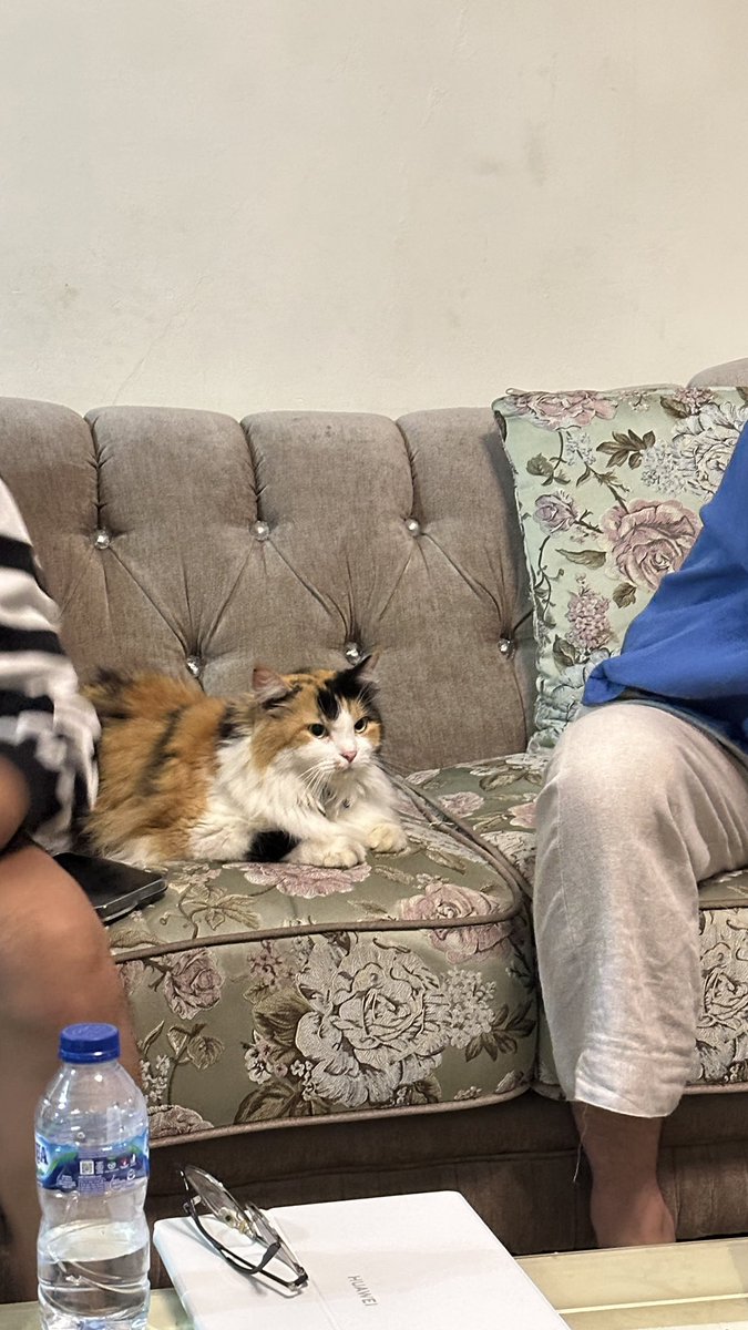 halo aku kucing tweet media