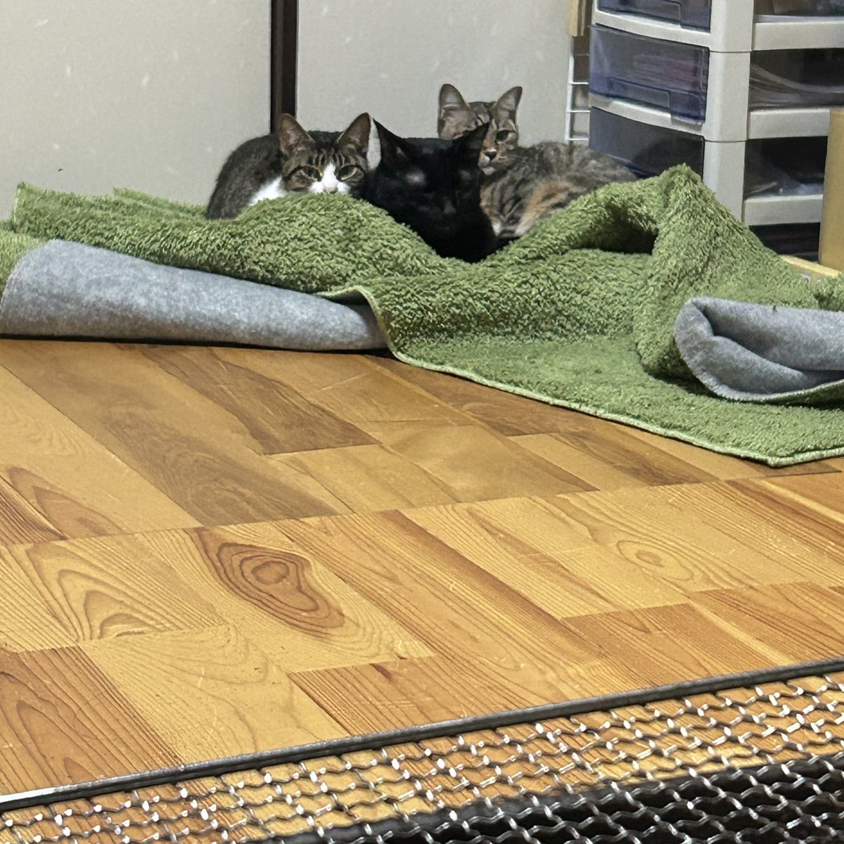 夫さん帰ってきて張ってた氣がどっと緩みダラダラしてます。帰ってきてもこれまでに交わした会話は30分ほど（笑）旅の時と何ら変わらない感じだけど、ニャンズみてもらえるだけでもニャンズ気にせず眠れるので助かる。
長火鉢のある部屋で協力しあって暖をとるニャンズ。
なんか急に鰻丼食べたい。