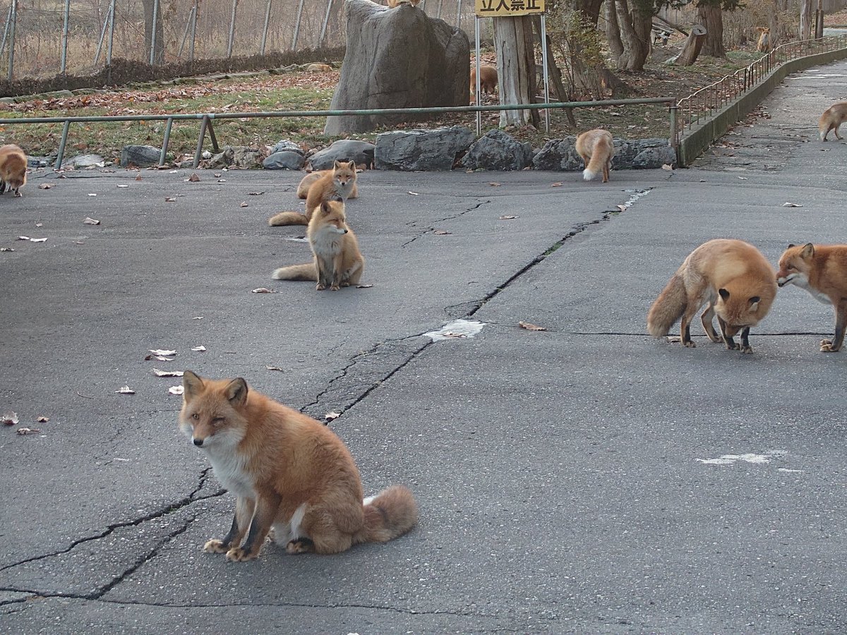 Cheng-Ren🦊🐺 on X