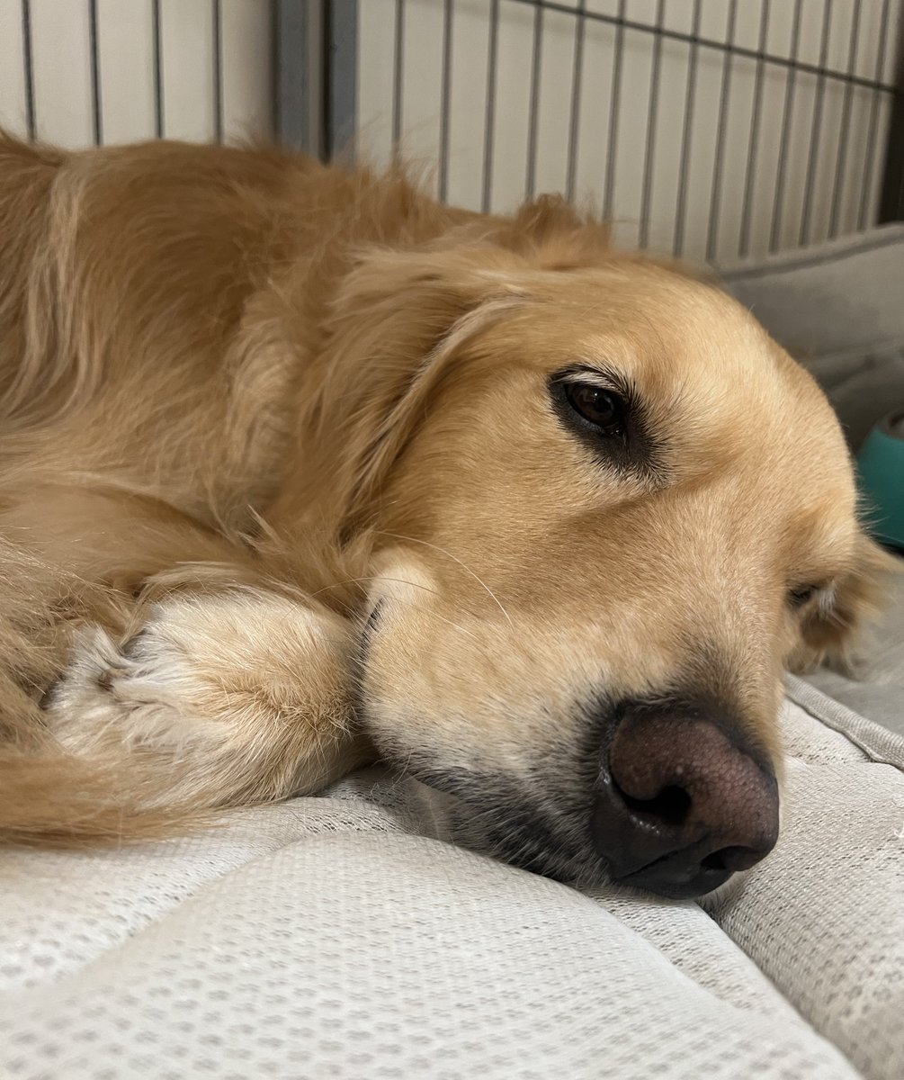 セナ☆ｺﾞｰﾙﾃﾞﾝﾚﾄﾘﾊﾞｰ (@lovetaemin1924) / Posts / X