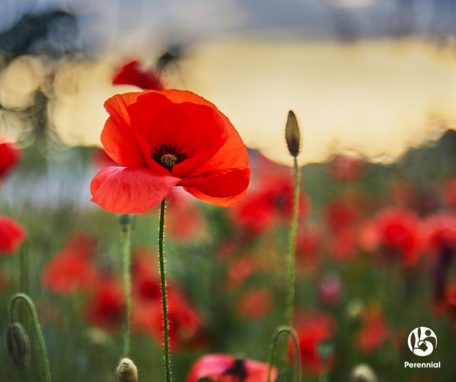 From caring for war graves to tending memorial gardens and green spaces of reflection, horticulture has always played a quiet but meaningful role in remembrance.

Today we remember those who gave their lives, those who came home changed and those who still serve.

#LestWeForget
