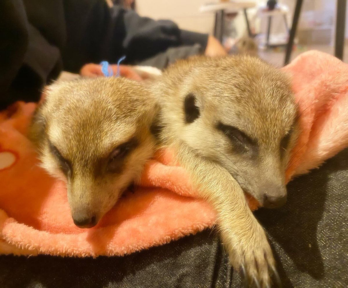 googoo_cafe's tweet image. ピノパパとキャビアちゃん☺️

親子でお客様のお膝の上ですやすや寝ている所を
お写真撮らせて頂きました😪💕

やっぱり親子なだけあって寝顔もそっくりです😆✨

本日はあいにくのお天気ですが室内とても暖かく
ゆっくり過ごして頂けます☀️

是非遊びにいらして下さい😍

🐾🐾🐾

Pino Papa and…