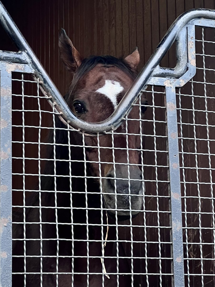 ｼﾞｬｽﾀｳｪｲ