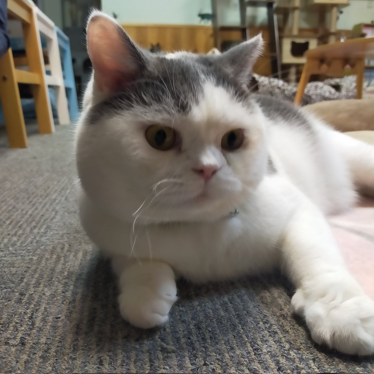 aizu_megoneko's tweet image. 本日は早目に受付を終了させていただきます🐱

明日は猫休日となります
#會津めごねこ

instagram.com/stories/aizu_m…