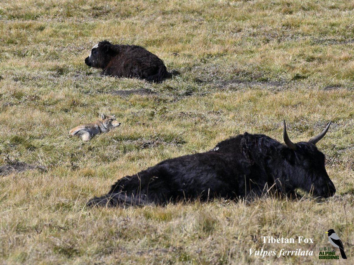 Tibetan Fox (Vulpes ferrilata)
藏狐It is restricted to the Tibetan Plateau in western China and the Ladakh plateau in Northern India. It inhabits upland plains and hills from 3,500 to 5,200 m elevation. 

#wildlife 
#wildlifephotography 
#wild 
#mammal 
#mammalwatching 
#tibetan