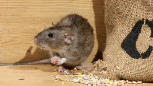 🐀 Rodents making a mess? Protect your food, home, and health with our professional rodent control service. 🚫🐭
 #RodentControl #PestRemoval #CleanLiving