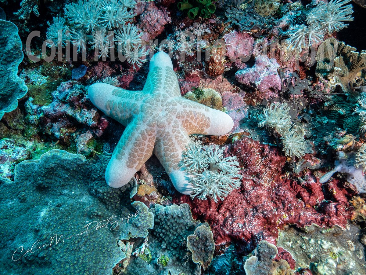 colinmunrophotography.com/granulated-cus…