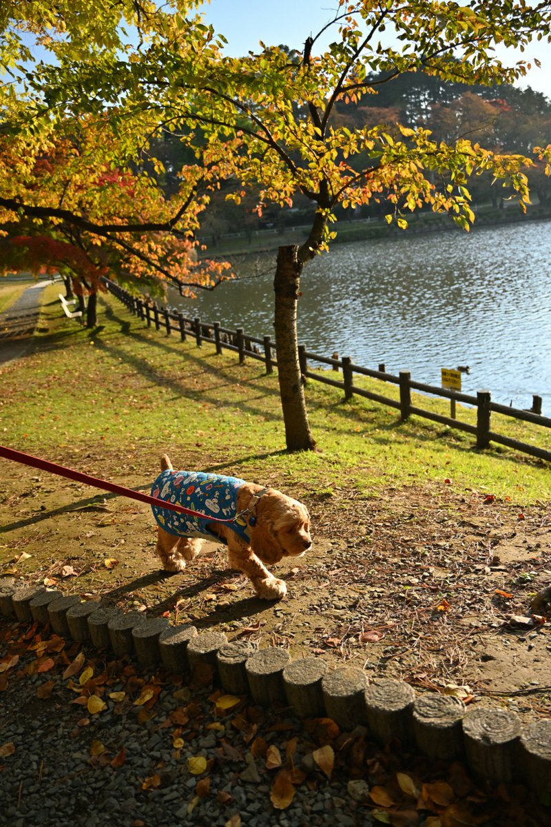 chageki's tweet image. ジュリオと散歩～紅葉見頃の高松の池を歩きました。 plaza.rakuten.co.jp/shigekimb0515/… #r_blog 　＃アメリカンコッカースパニエル