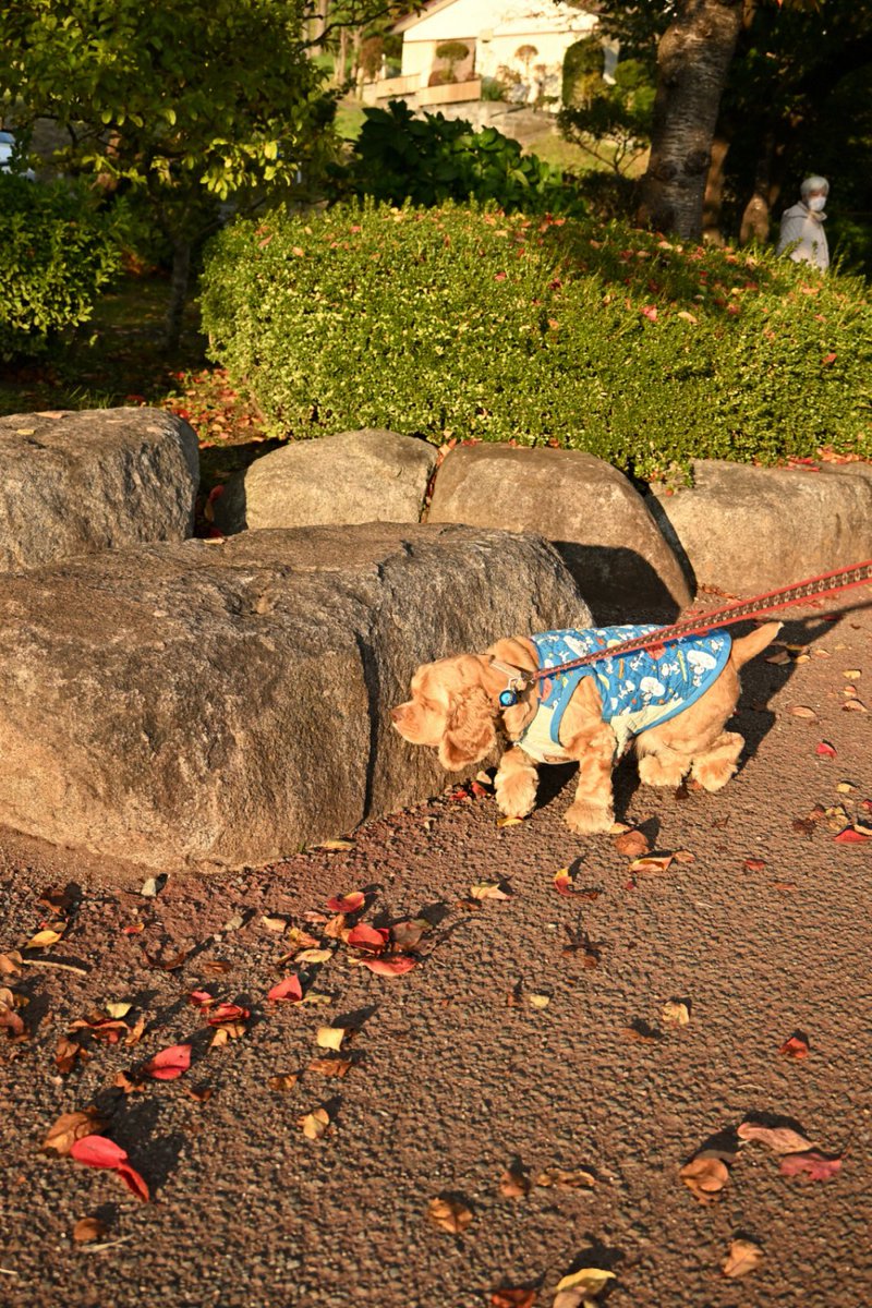 chageki's tweet image. ジュリオと散歩～紅葉見頃の高松の池を歩きました。 plaza.rakuten.co.jp/shigekimb0515/… #r_blog 　＃アメリカンコッカースパニエル