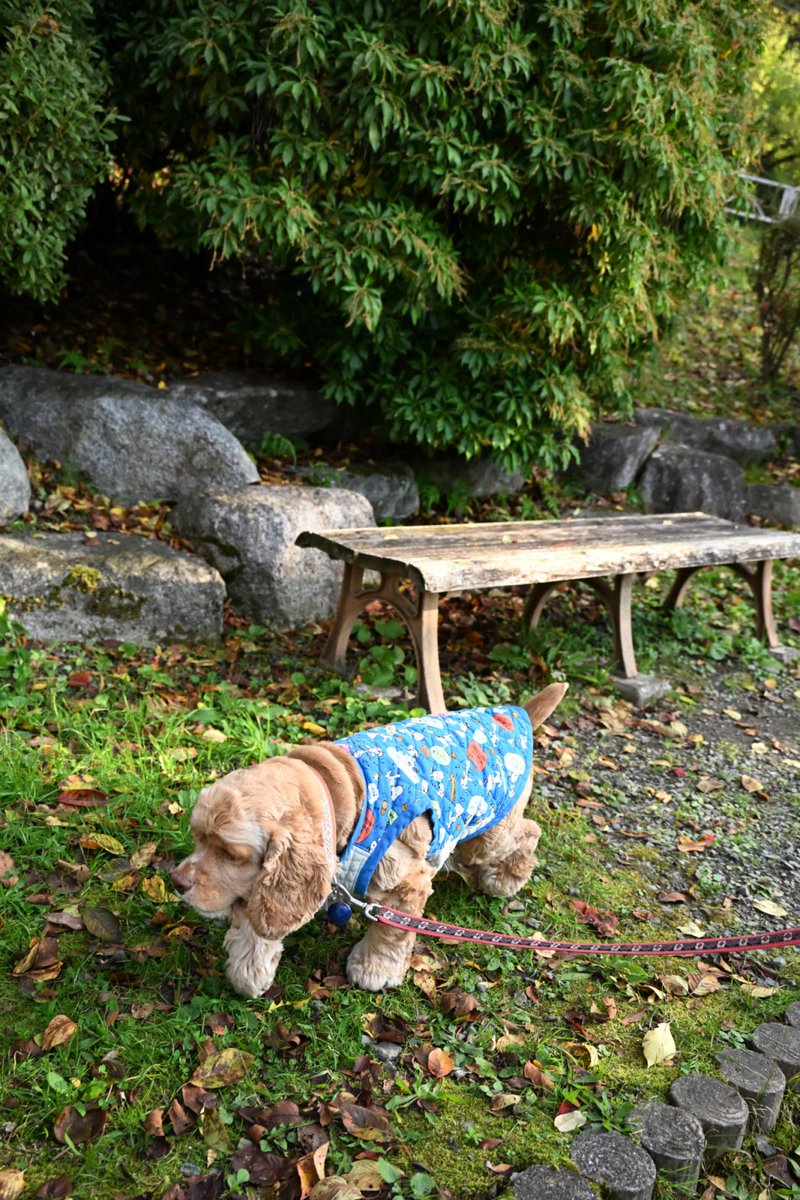 chageki's tweet image. ジュリオと散歩～紅葉見頃の高松の池を歩きました。 plaza.rakuten.co.jp/shigekimb0515/… #r_blog 　＃アメリカンコッカースパニエル