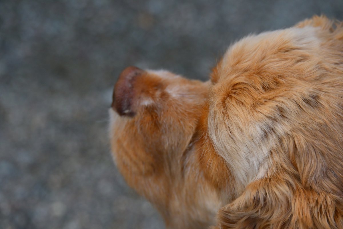 chageki's tweet image. ジュリオと散歩～紅葉見頃の高松の池を歩きました。 plaza.rakuten.co.jp/shigekimb0515/… #r_blog 　＃アメリカンコッカースパニエル