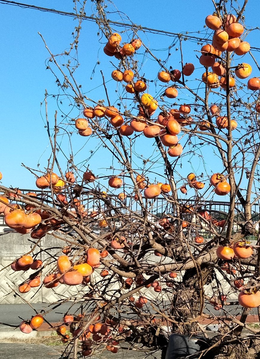 レッツおかぼー2代目 on X