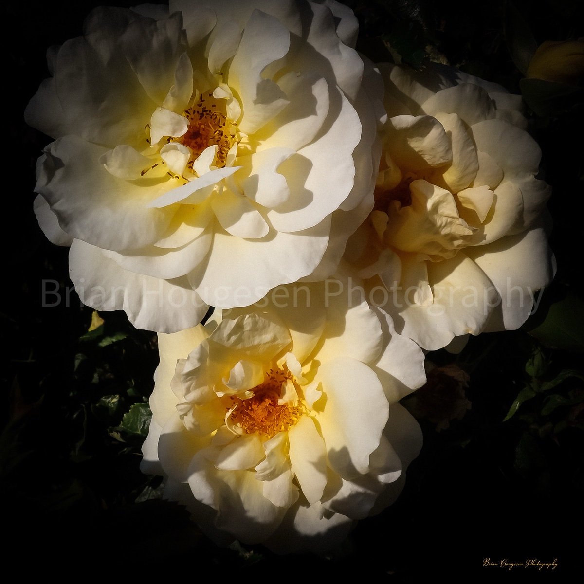 briHouges's tweet image. Hello cream Roses