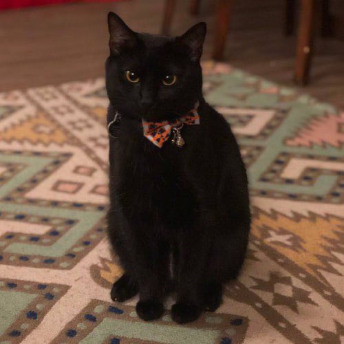 Decent mc for a gamble on the Mascot of Zcash 

Zcash founder Zooko confirmed he’s official. 

$TOZM

DLqHyFxeQqWRBKVPTfUaGLLJFgEvkxEPhP1etFDSpump