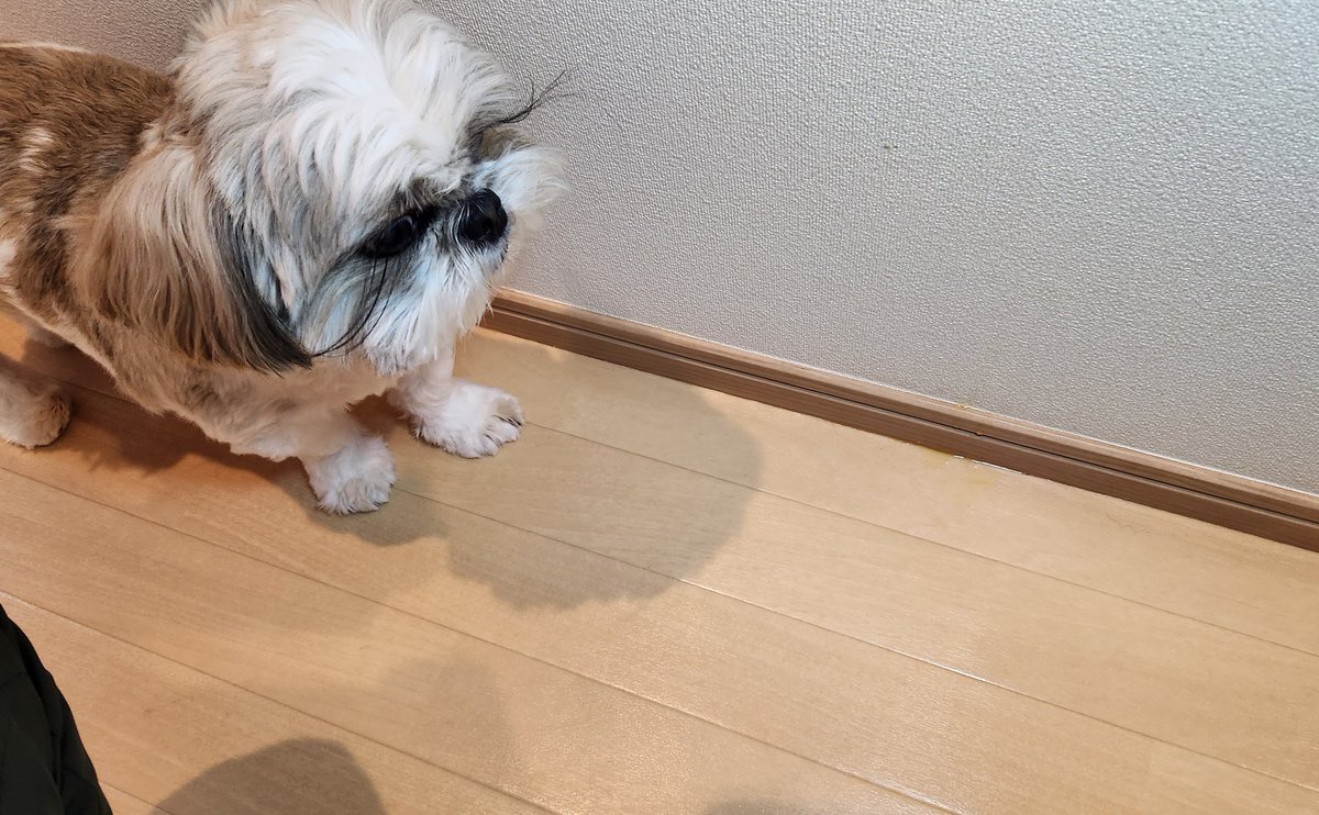 シーズー犬 ししまる&ちゃちゃまる (@shishimaru521) / Posts / X