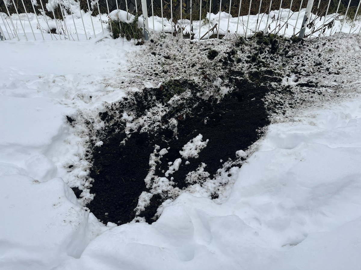 sapvegetable's tweet photo. にんじん収穫しなきゃなぁ
と思っていたら雪が積もって、
今朝見たら鹿に食べられてた🦌
よく見つけるなぁ🤔
目付けてたのかな https://t.co/LwyFss9OvY