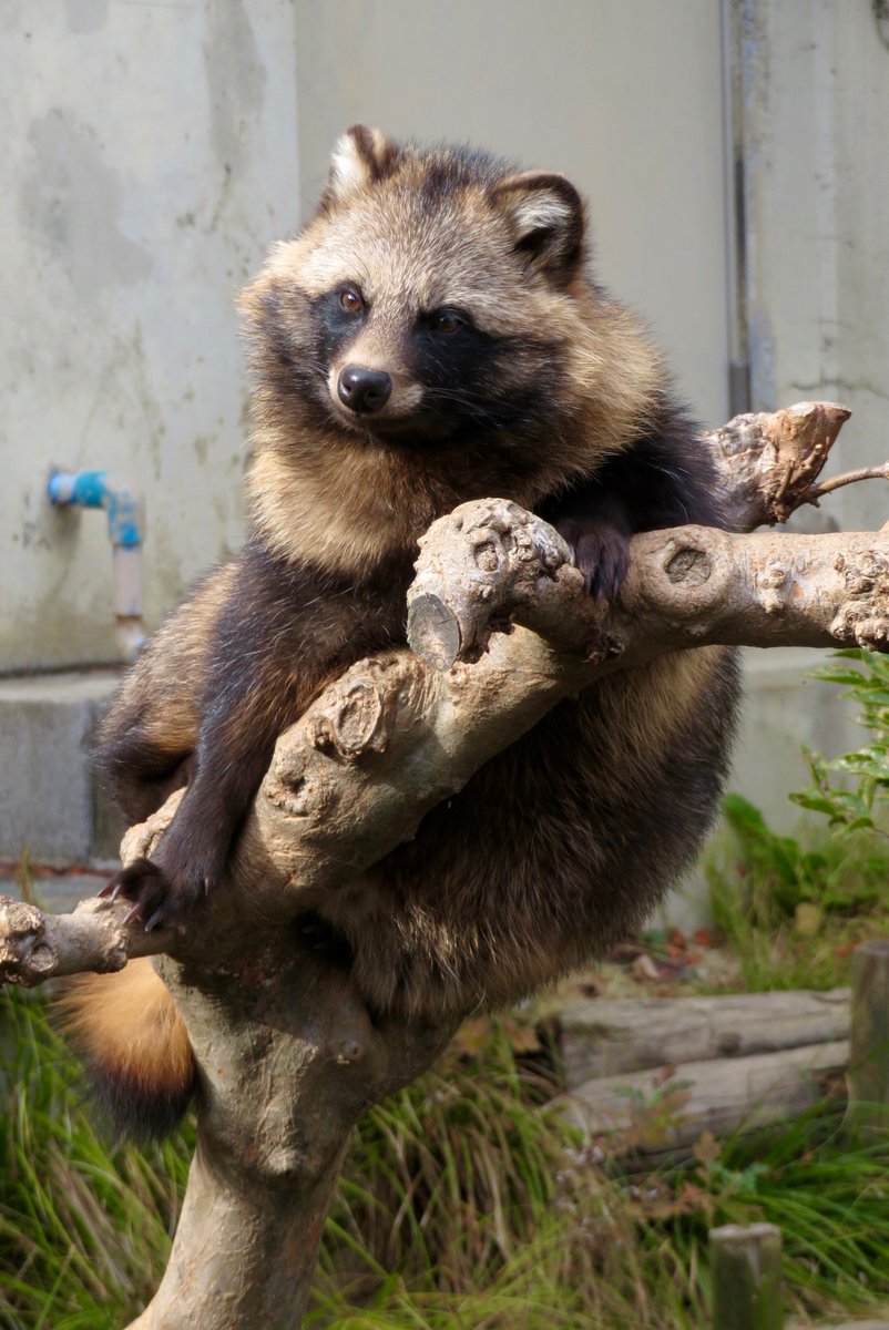 せたぬき (@xin1xi4li2mao1) / Posts / X