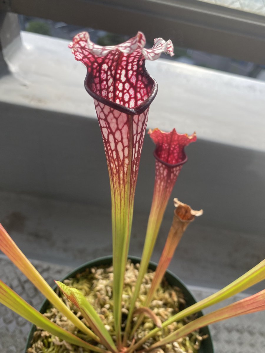 Ax05F's tweet image. S. "Mississippi" カクタス長田

ようやくスリップスが居なくなりました。
こっちも水苔撤去した方が良いかな？