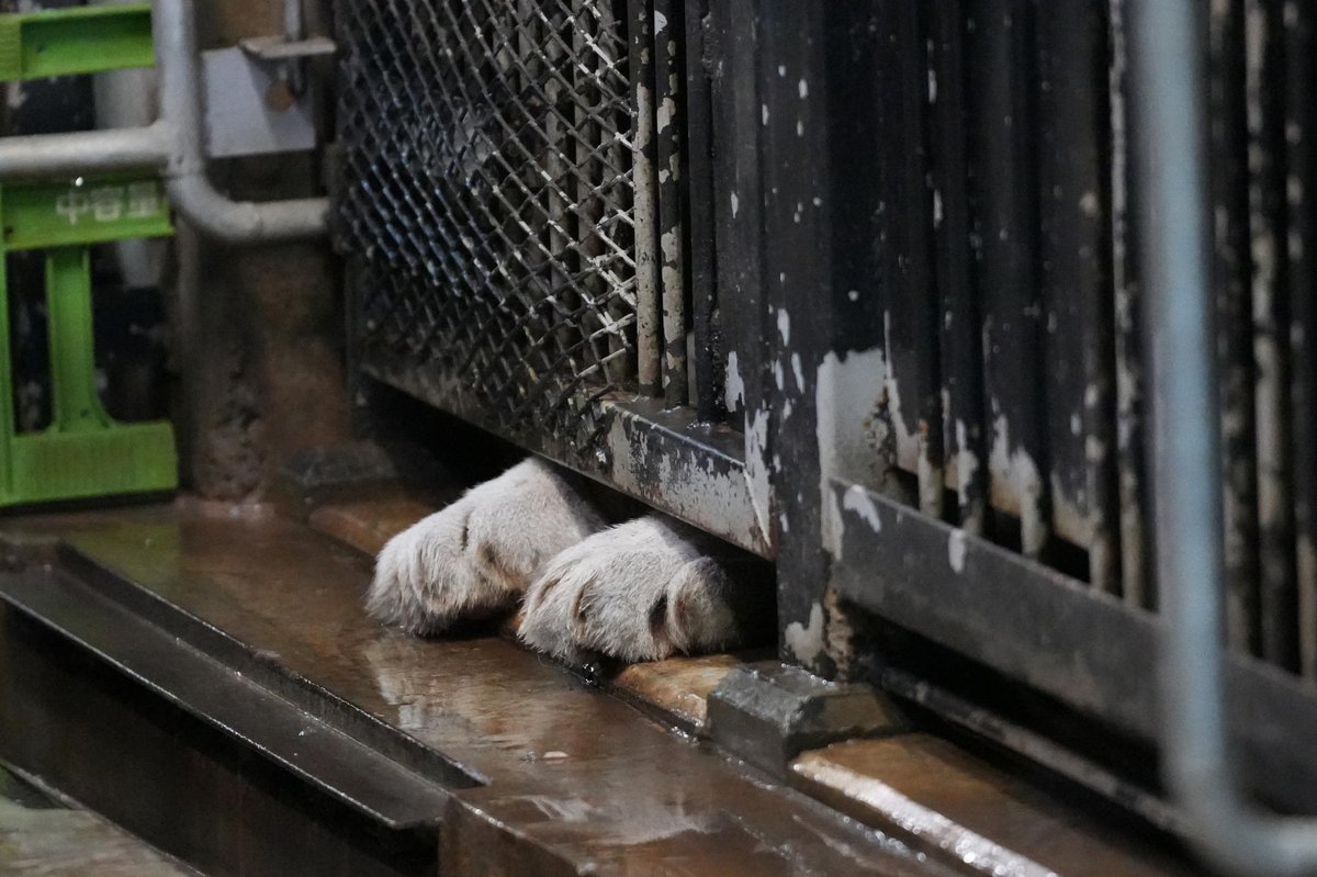 Sacchan31's tweet image. ナイトくん😂
タイミング合わなくて、なかなか会えない。
2025.10.30
#伊豆アニマルキングダム #ナイト #ホワイトタイガー