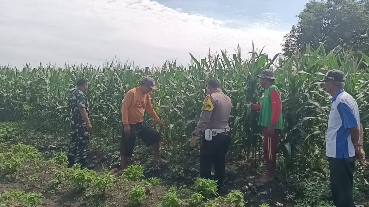 polsek_bangil's tweet photo. Bhabinkamtibmas Kelurahan Gempeng Aipda Nur Cahyono Kecamatan Bangil sedang melaksanakan pemantauan pada lahan pekarangan pangan bergizi Tanaman Jagung Milik Bpk. Rois yang berada di Pesanggrahan Rt.005/ Rw.002 Kel. Gempeng Kec. Bangil Kab. Pasuruan

#astacita #swas #Polsekbangil https://t.co/uE24Ygumti