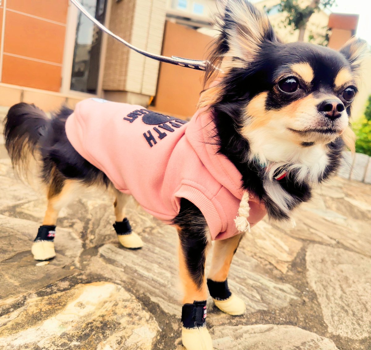 ringo_lcc's tweet photo. 最近急に寒く❄なって来たので、冬に向けて新しいお洋服👗を購入しました😊
早速着てお散歩に🚶‍♀️
これでこの冬、お散歩中の防寒はばっちしです🌟 https://t.co/BJ6qWDBItZ