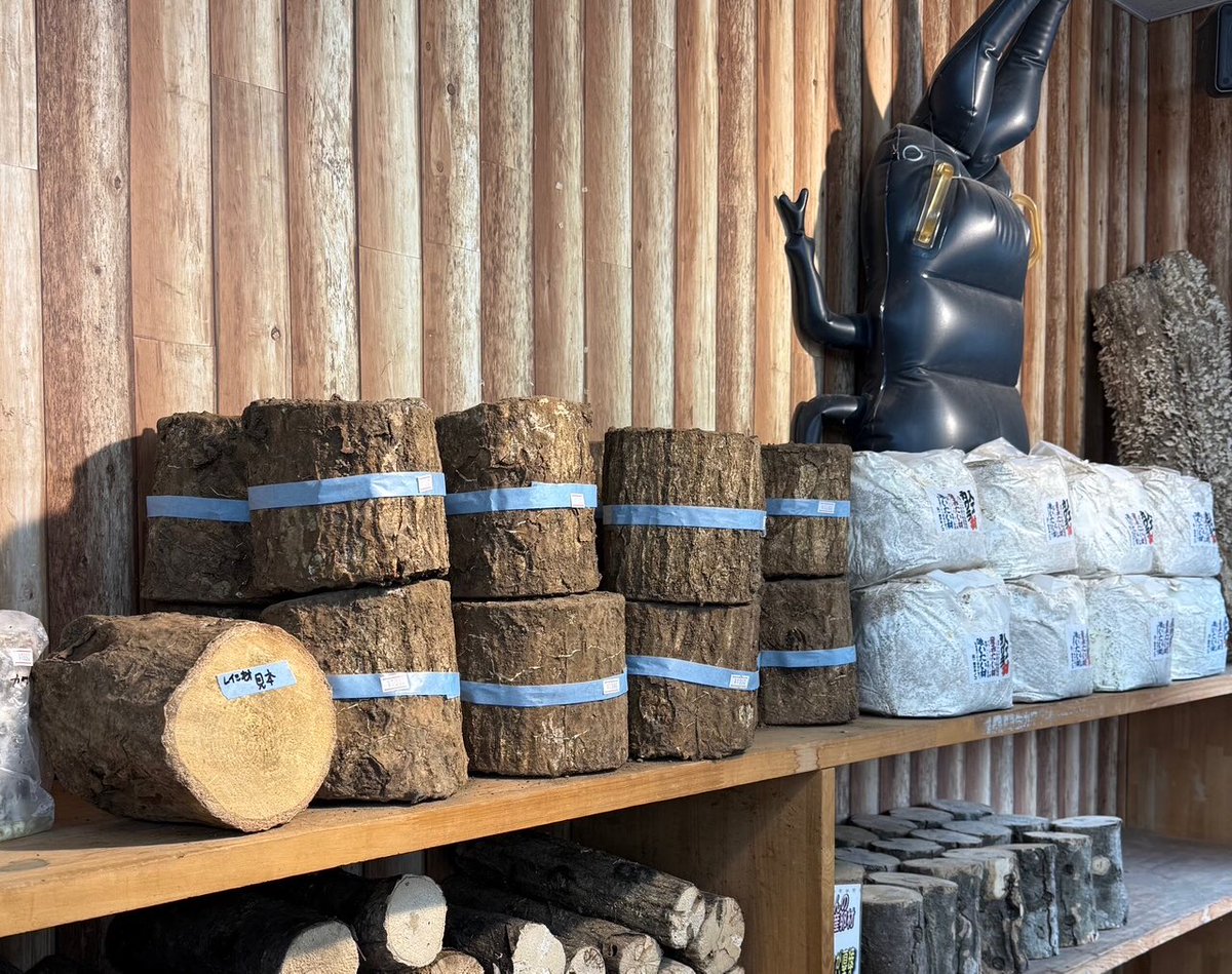 ブリーダーズファーム製植菌カワラ材・土埋め乾燥レイシ材入荷してい